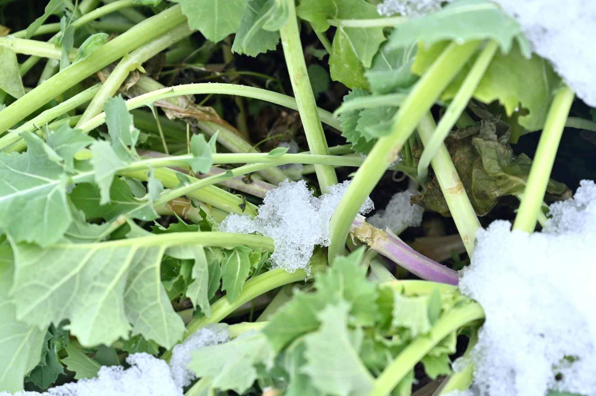 雪の重みで茎が折れたのらぼう菜
