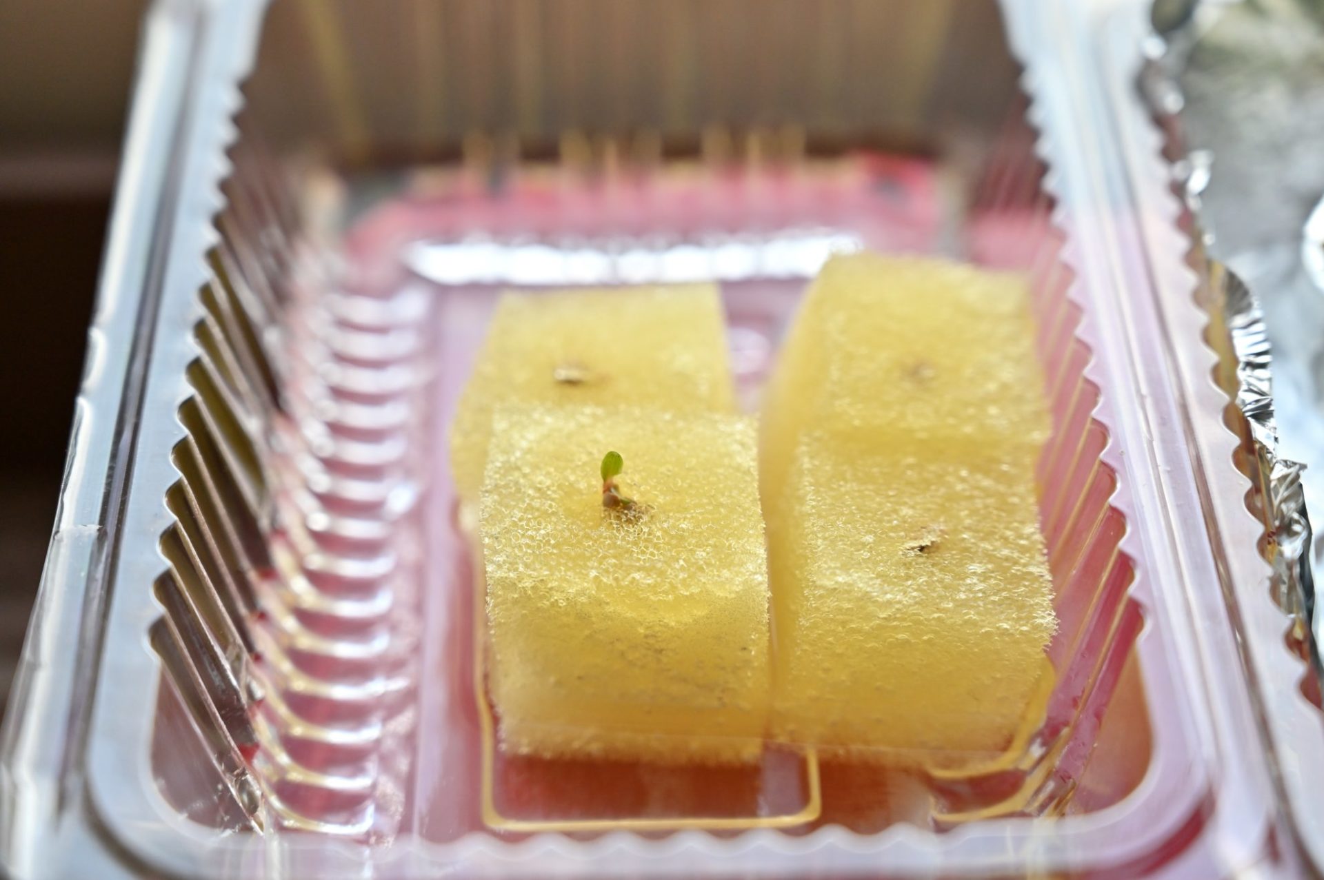 スポンジからハンサムレッドの芽が出てきた