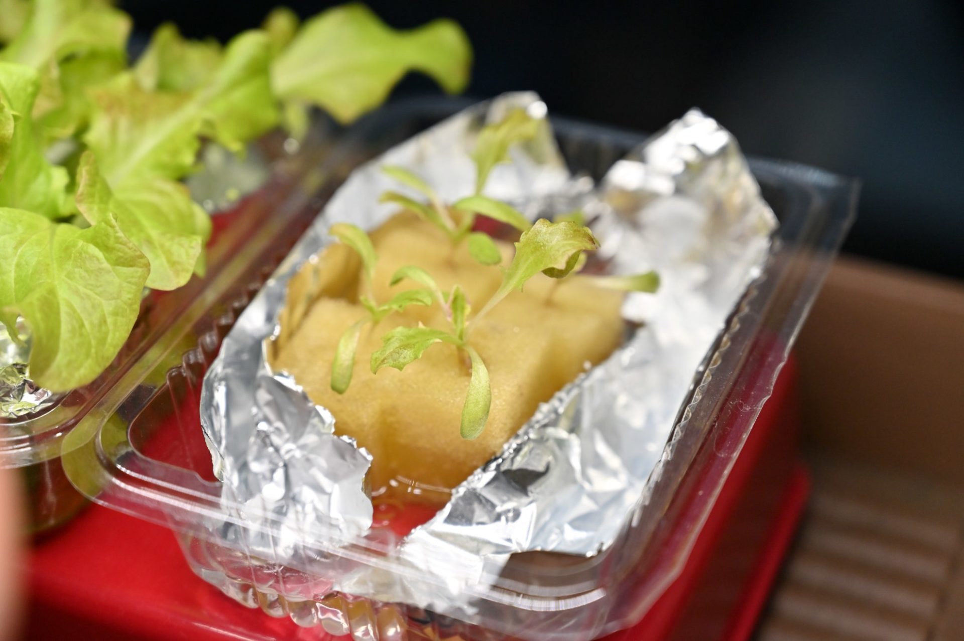 本葉が出てきたハンサムレッド