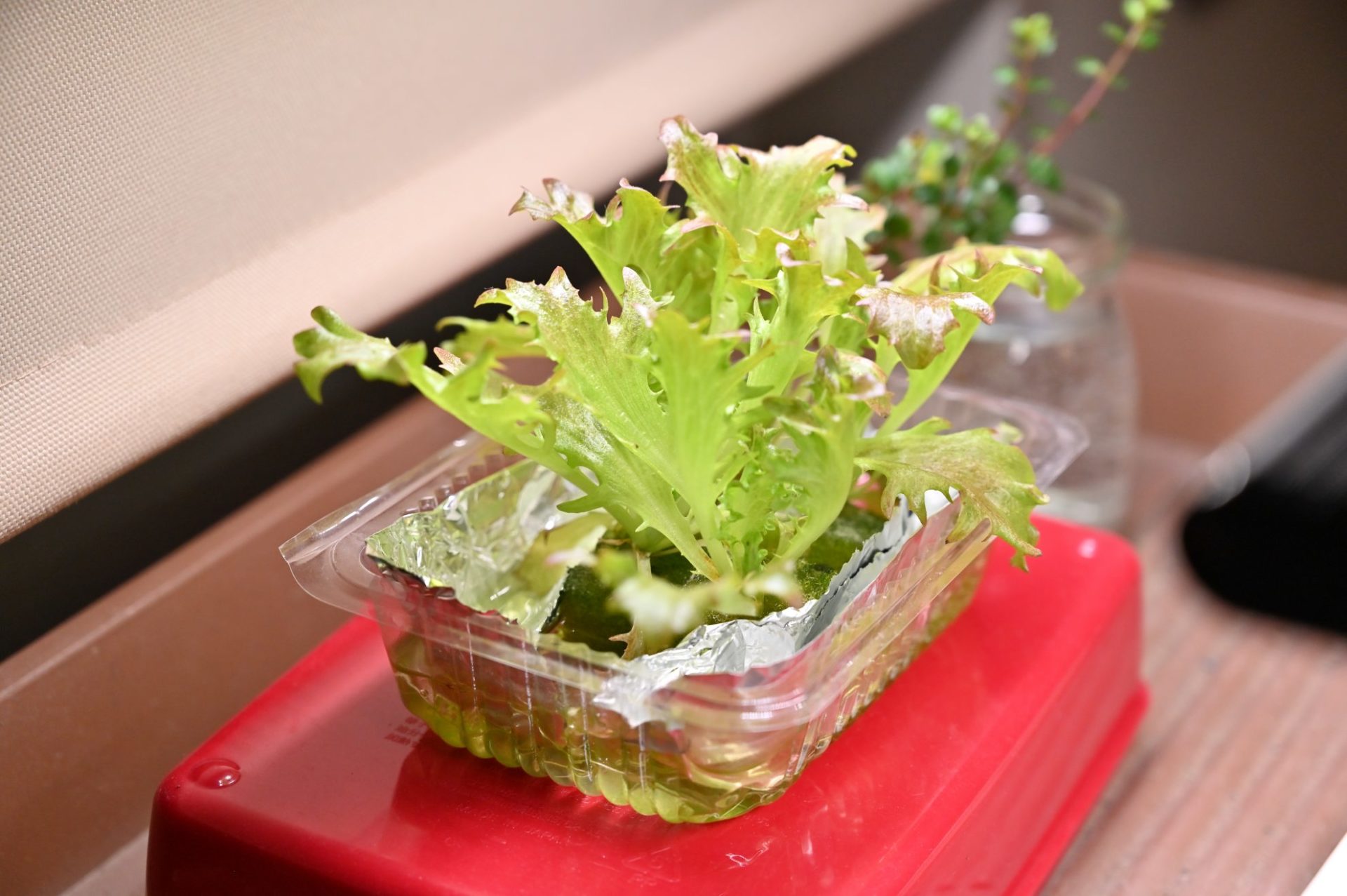 葉が大きくなってきたハンサムレッドの水耕栽培