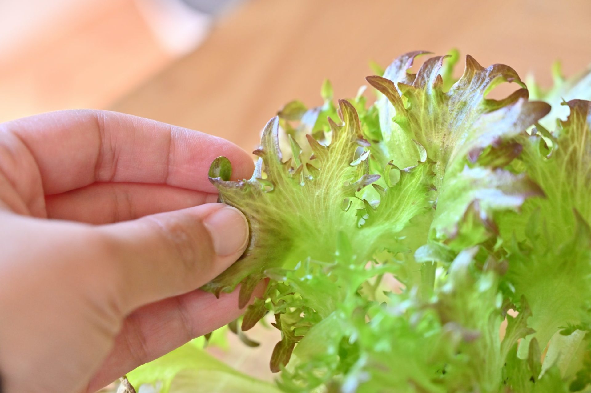 ハンサムレッドの葉を手で触っている