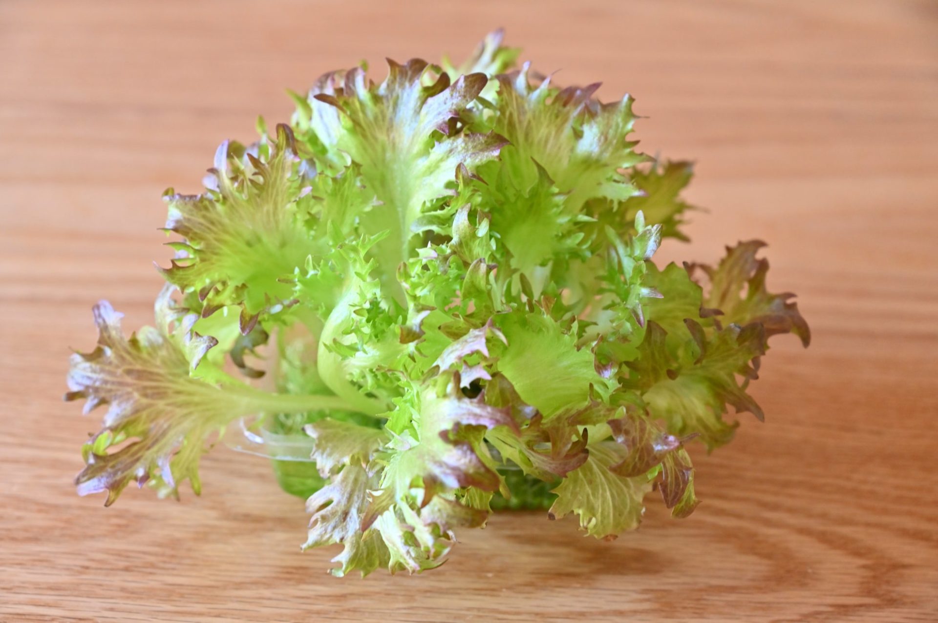 木のテーブルに置かれた水耕栽培のハンサムレッド